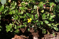Paysonia lescurii, photograph (c) Dominic, some rights reserved (CC BY)