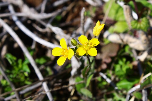 Lescur’s Bladderpod (Paysonia lescurii)