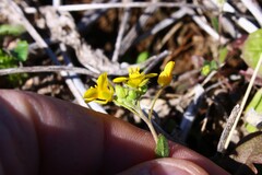 Paysonia lescurii, photograph (c) Dominic, some rights reserved (CC BY)