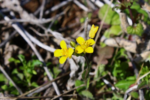 Paysonia lescurii, photograph 1