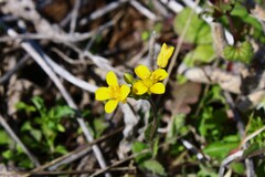 Paysonia lescurii, photograph (c) Dominic, some rights reserved (CC BY)