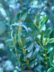 Olearia cymbifolia