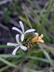 Merciera
