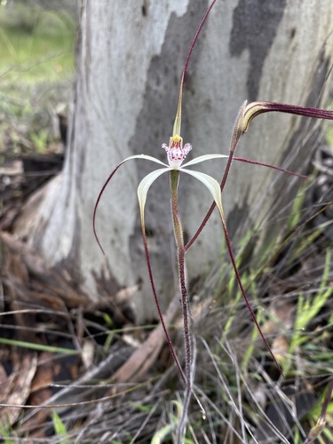 Pendant Spider Orchid (Caladenia pendens)