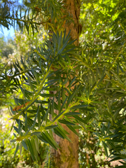 Podocarpus nubigenus, photograph author not stated, no rights reserved