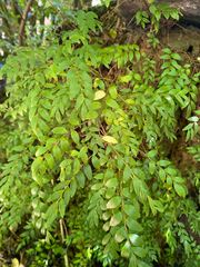 Luzuriaga polyphylla, photograph author not stated, no rights reserved