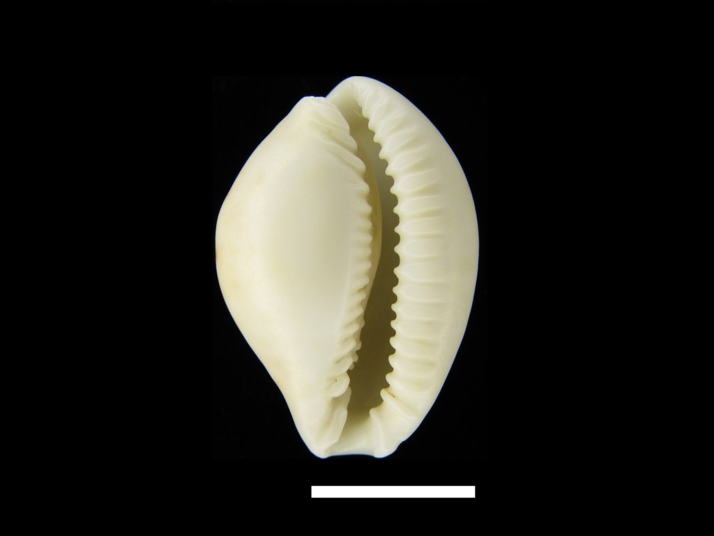 separated cowry (from spurca and gangranosa)