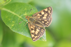 Carterocephalus