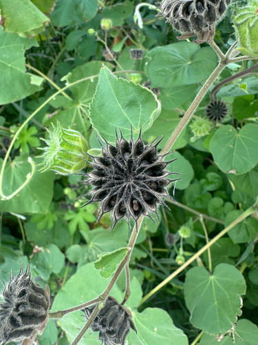 velvetleaf