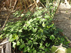 Pithecellobium insigne