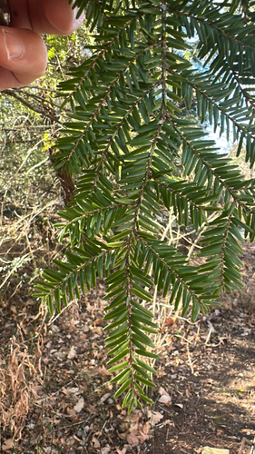eastern hemlock