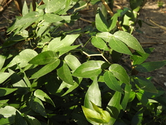 Pithecellobium insigne