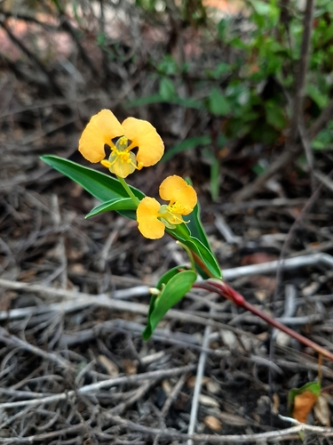 African Yellow Dayflower