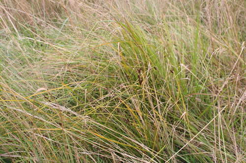 Carex dipsacea (Carex dipsacea)