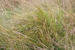 Carex dipsacea