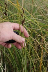 Carex dipsacea