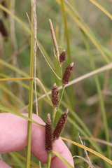 Carex dipsacea