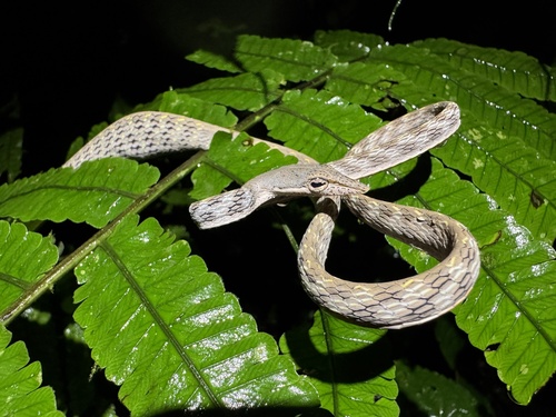 Ahaetulla fasciolata, 2026-02-22