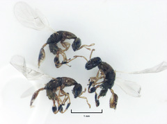 Odontofroggatia galili