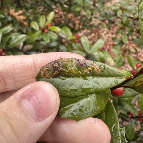 Unknown species found near Hunter Mill District, VA, USA