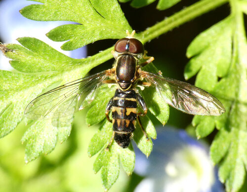 Unknown species found near Belhaven, Jackson, MS, USA
