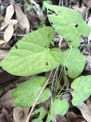Ipomoea plebeia
