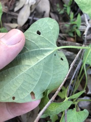 Ipomoea plebeia