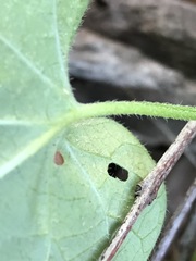 Ipomoea plebeia