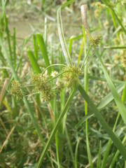 Cyperus difformis