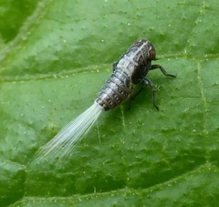 Danepteryx