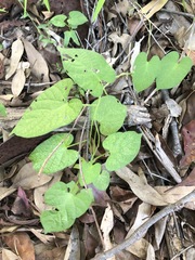 Ipomoea plebeia