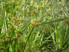 Cyperus difformis