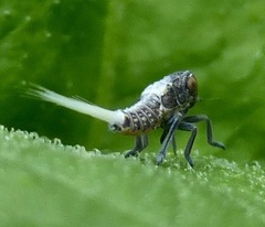 Danepteryx