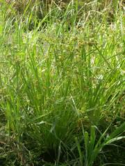 Cyperus difformis