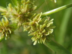 Cyperus difformis