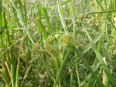 Cyperus difformis