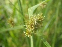 Cyperus difformis