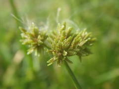 Cyperus difformis