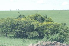 Vachellia karroo