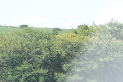 Vachellia karroo
