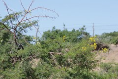 Vachellia karroo