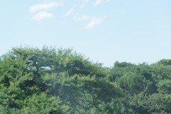 Vachellia karroo