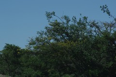 Vachellia karroo