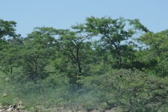 Vachellia karroo