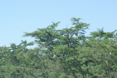 Vachellia karroo