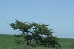 Vachellia karroo