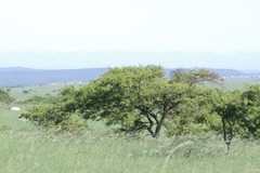 Vachellia karroo