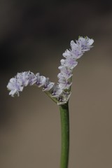 Aponogeton junceus