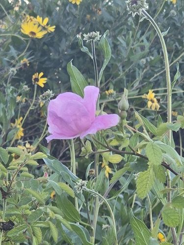 iNaturalist observation photo of California Wild Rose