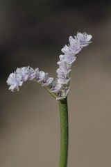 Aponogeton junceus